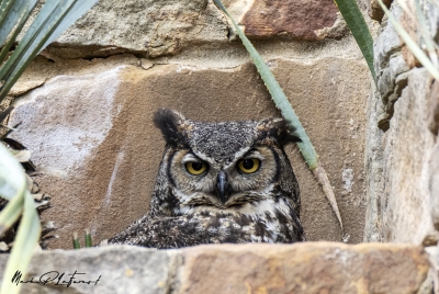 Athena Great Horned Owl 2025